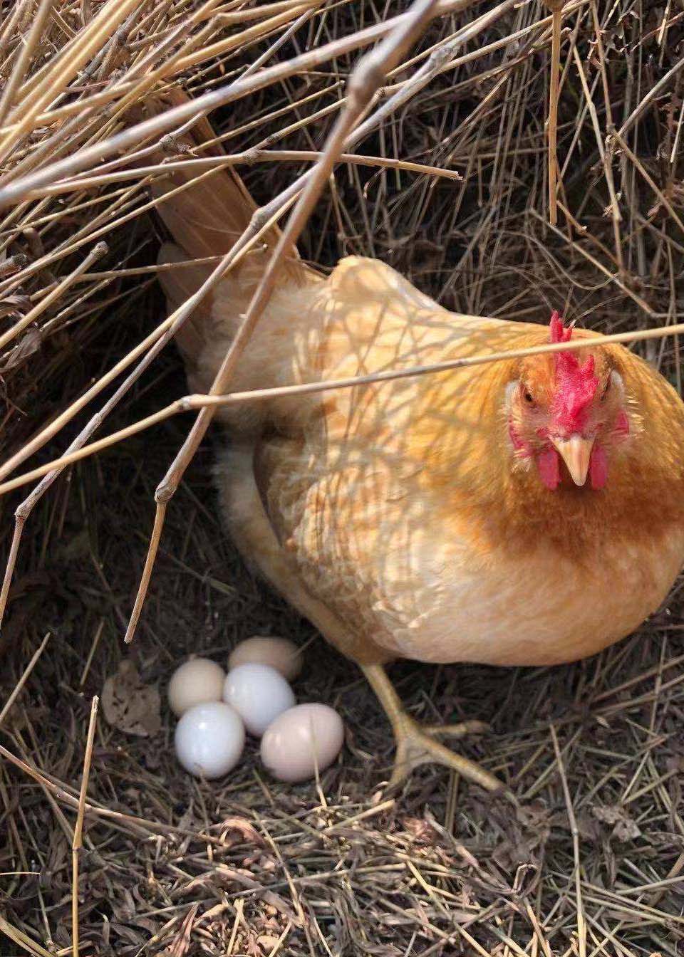 家里的母鸡第一次孵鸡蛋,女子为其布置暖心鸡窝