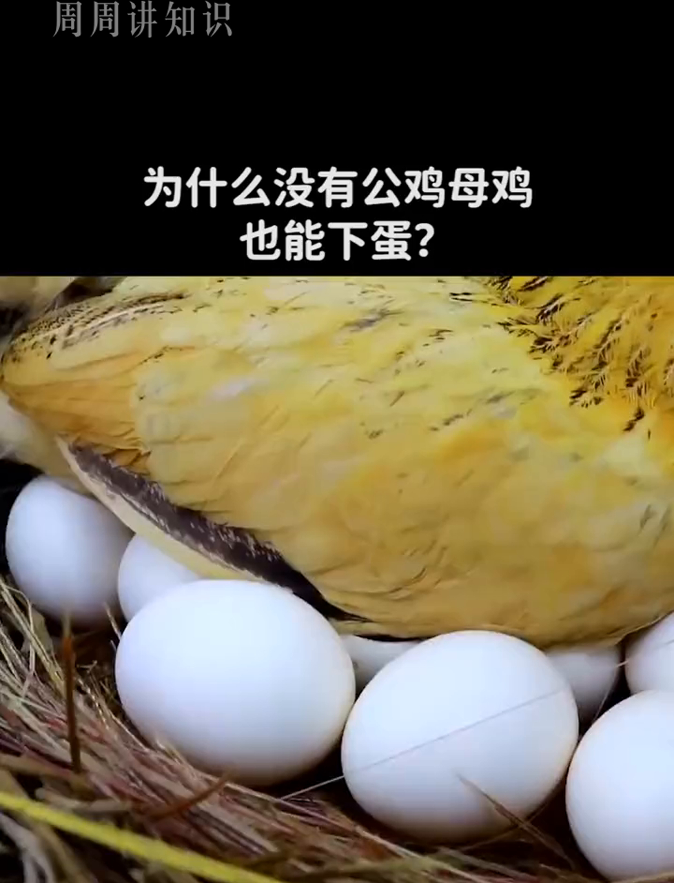 母鸡不靠公鸡照样能生蛋,这是咋回事?