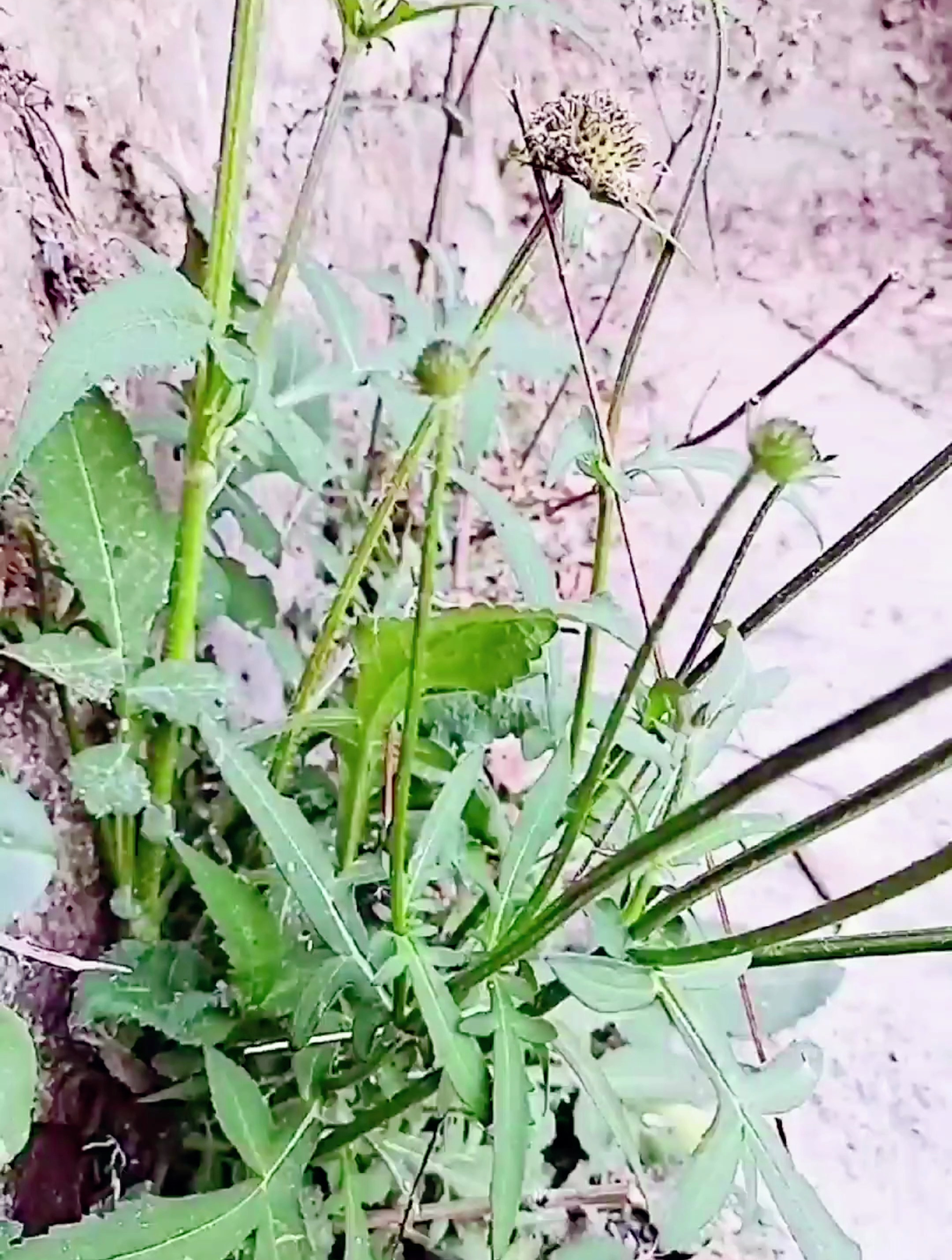 和尚头 续断 一花一草一世界-度小视