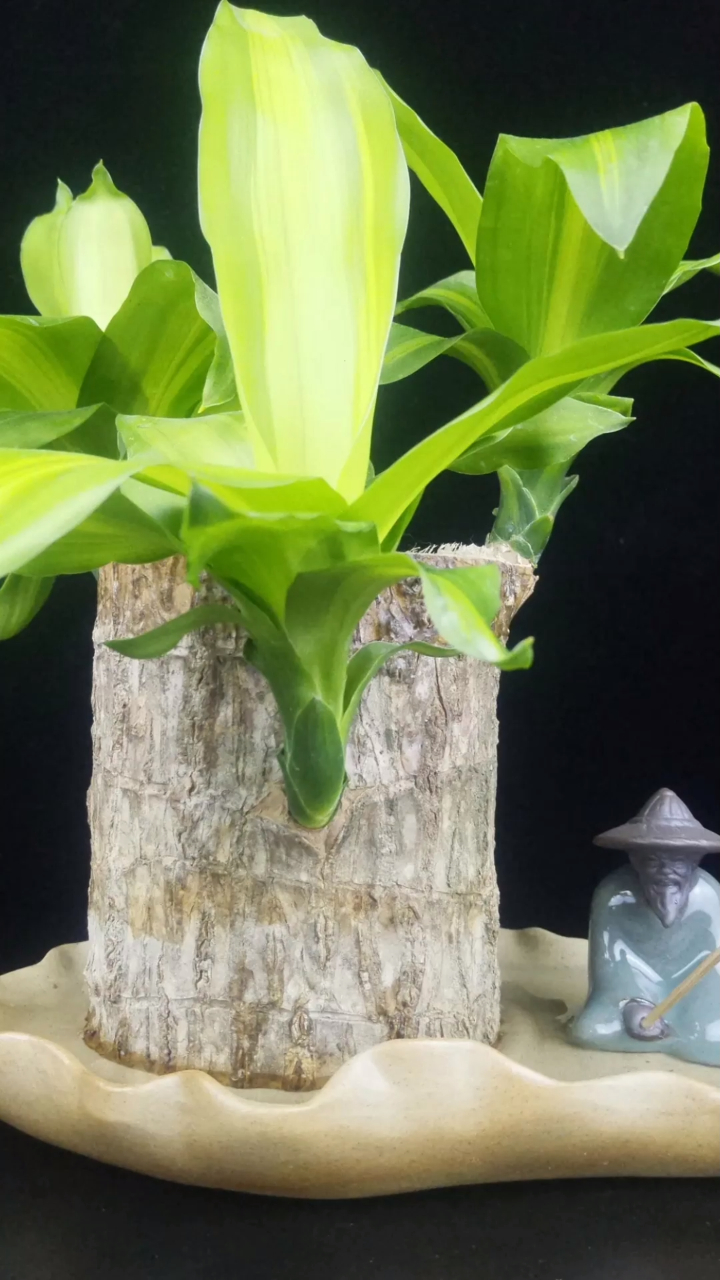 巴西木又叫幸运木,传言一旦开花,就能遇到那个对的人哟