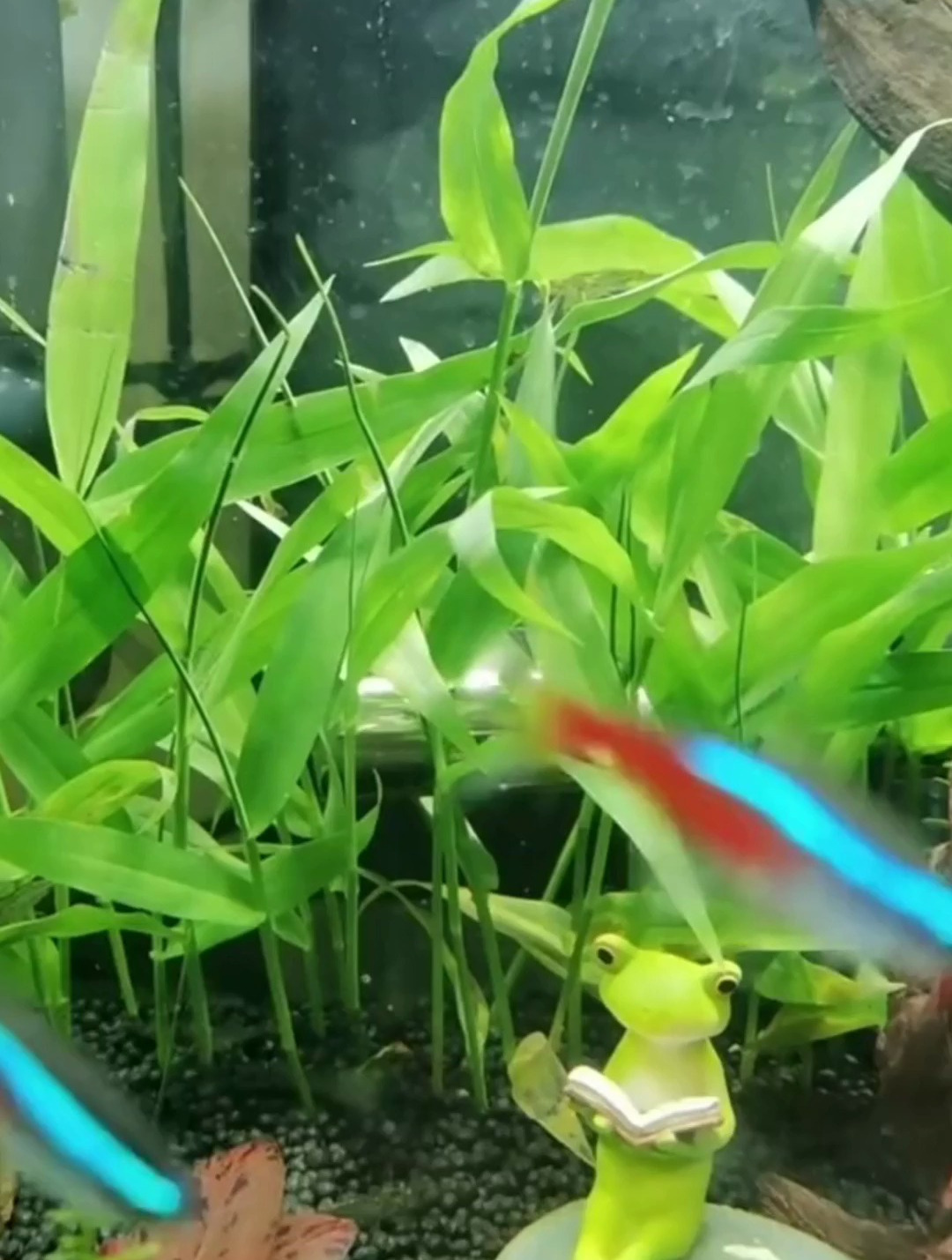 你知道青竹水草吗?