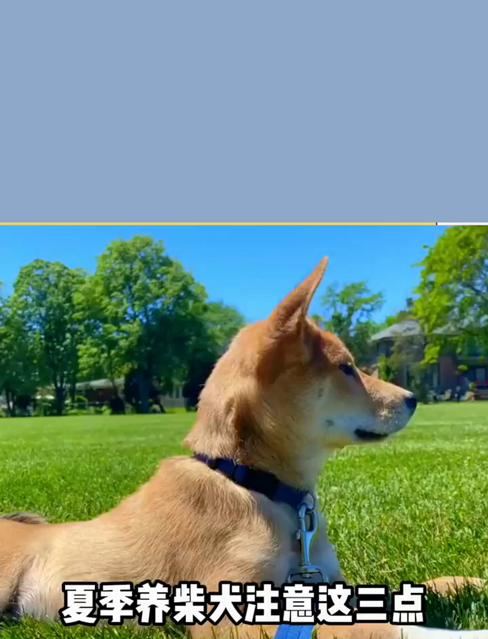 夏季养柴犬注意这三点!