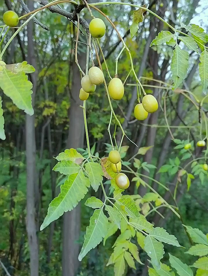 你家乡有苦楝树吗?它长的果实苦楝子是一味很好的药材