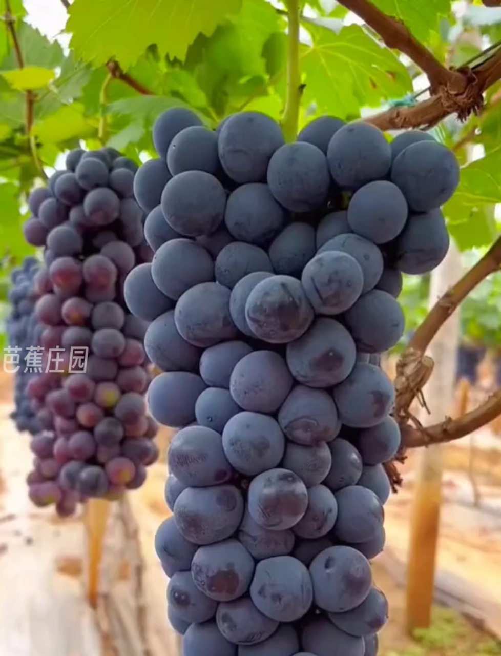 这串葡萄挤得密密麻麻,少说也得四五斤重!
