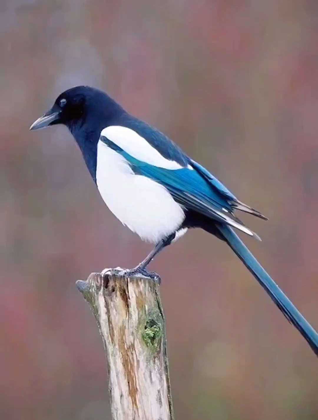 鹊来良兆喜相逢,喜鹊报喜好运连连