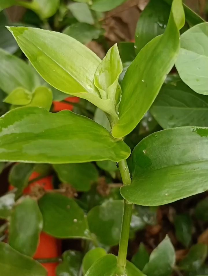 白花紫露草图片功效图片