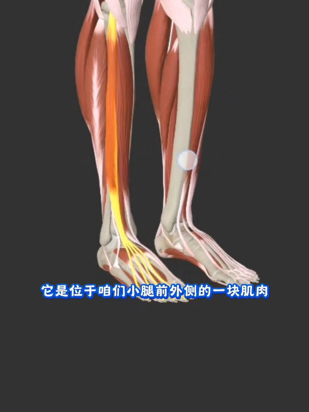 趾长伸肌功能解剖,一块可以让你钩脚趾的肌肉