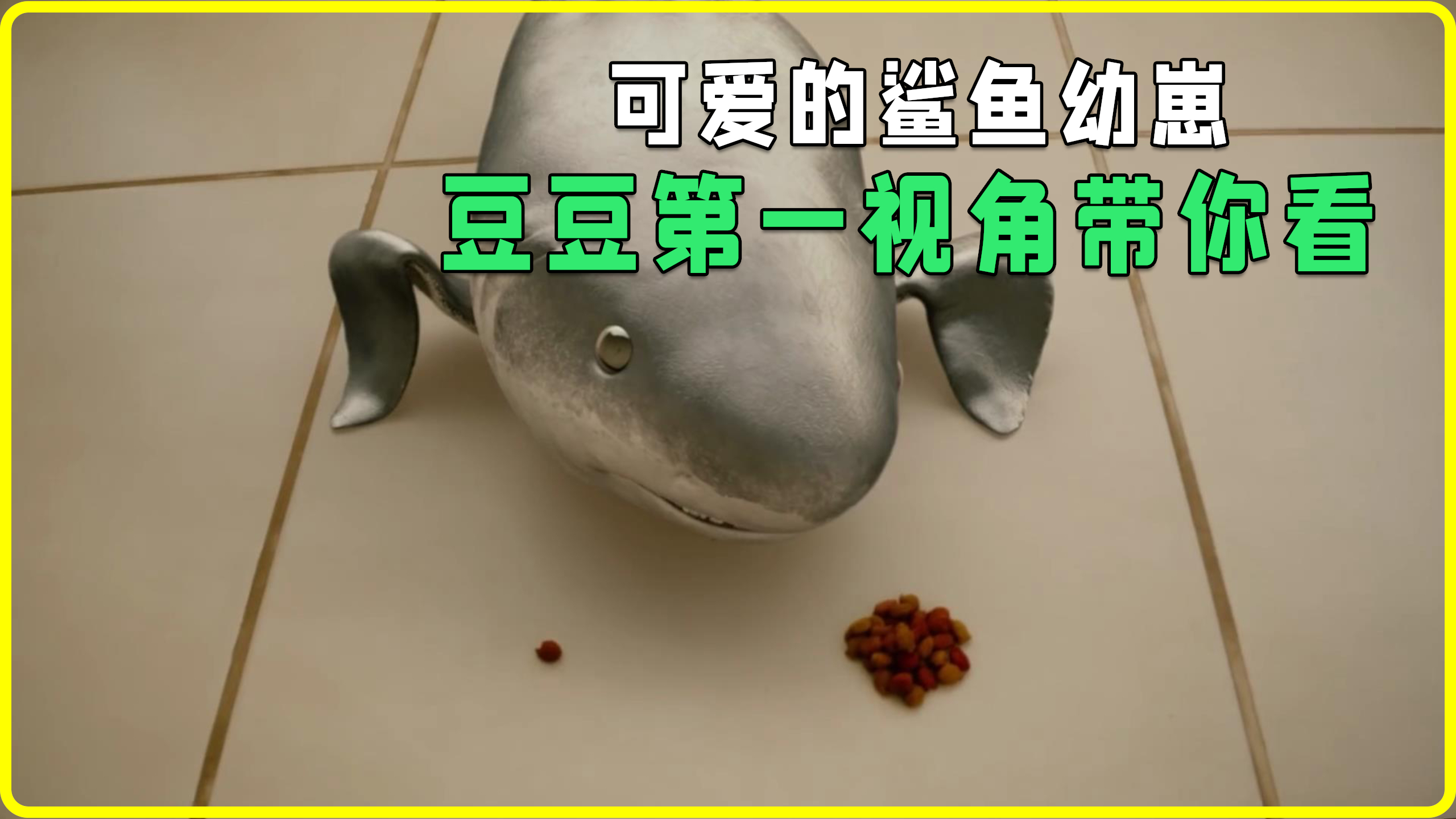 可爱的鲨鱼幼崽,你想要这个小宠物吗