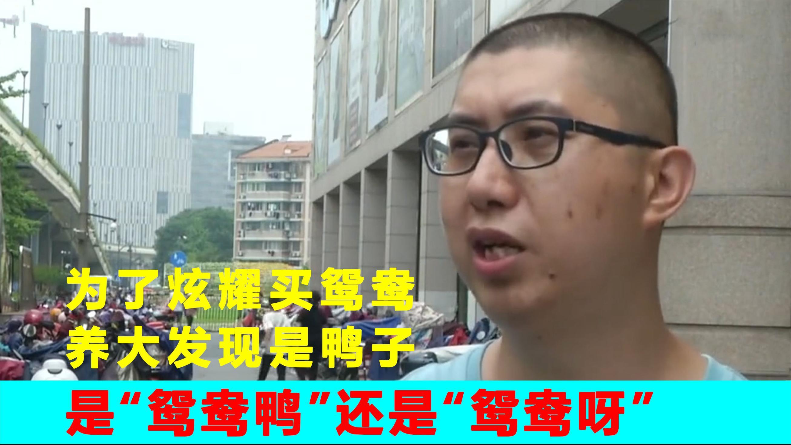 为了炫耀买鸳鸯,养大发现是鸭子,是“鸳鸯鸭”还是“鸳鸯呀”