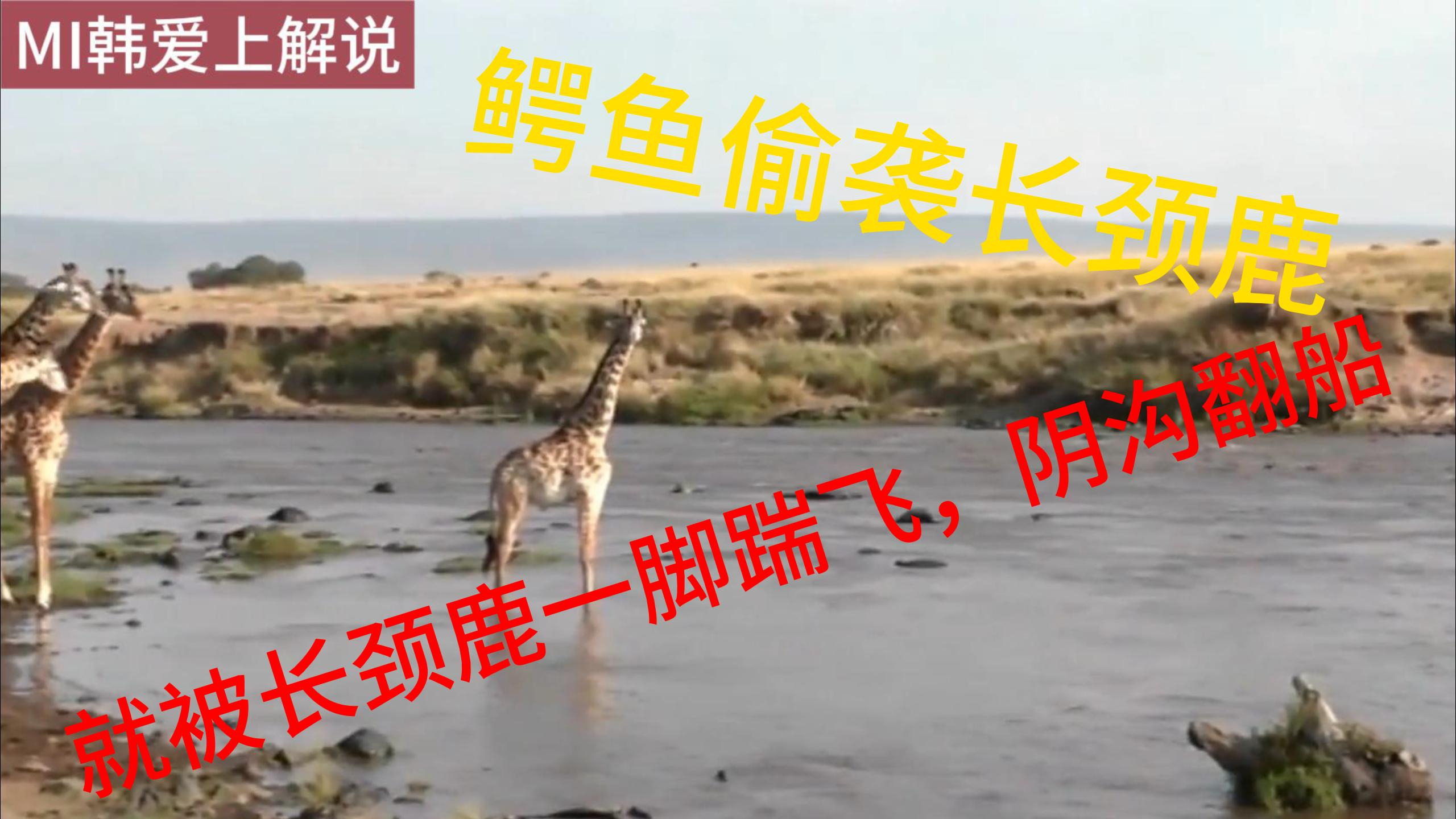 鳄鱼偷袭长颈,就被长颈鹿一脚踹飞