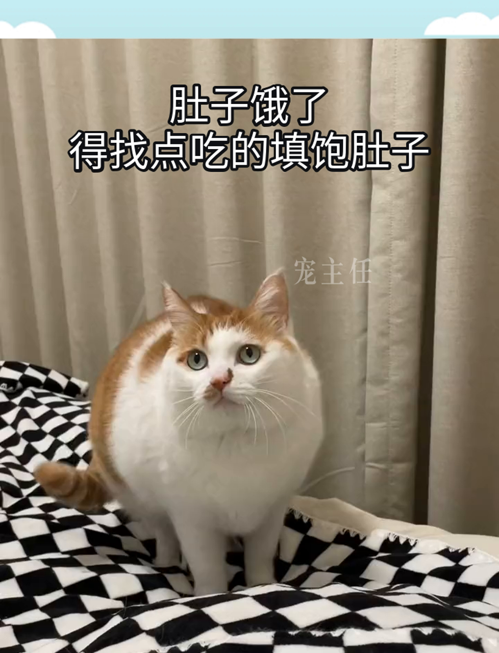 肚子饿了,得找点吃的填饱肚子