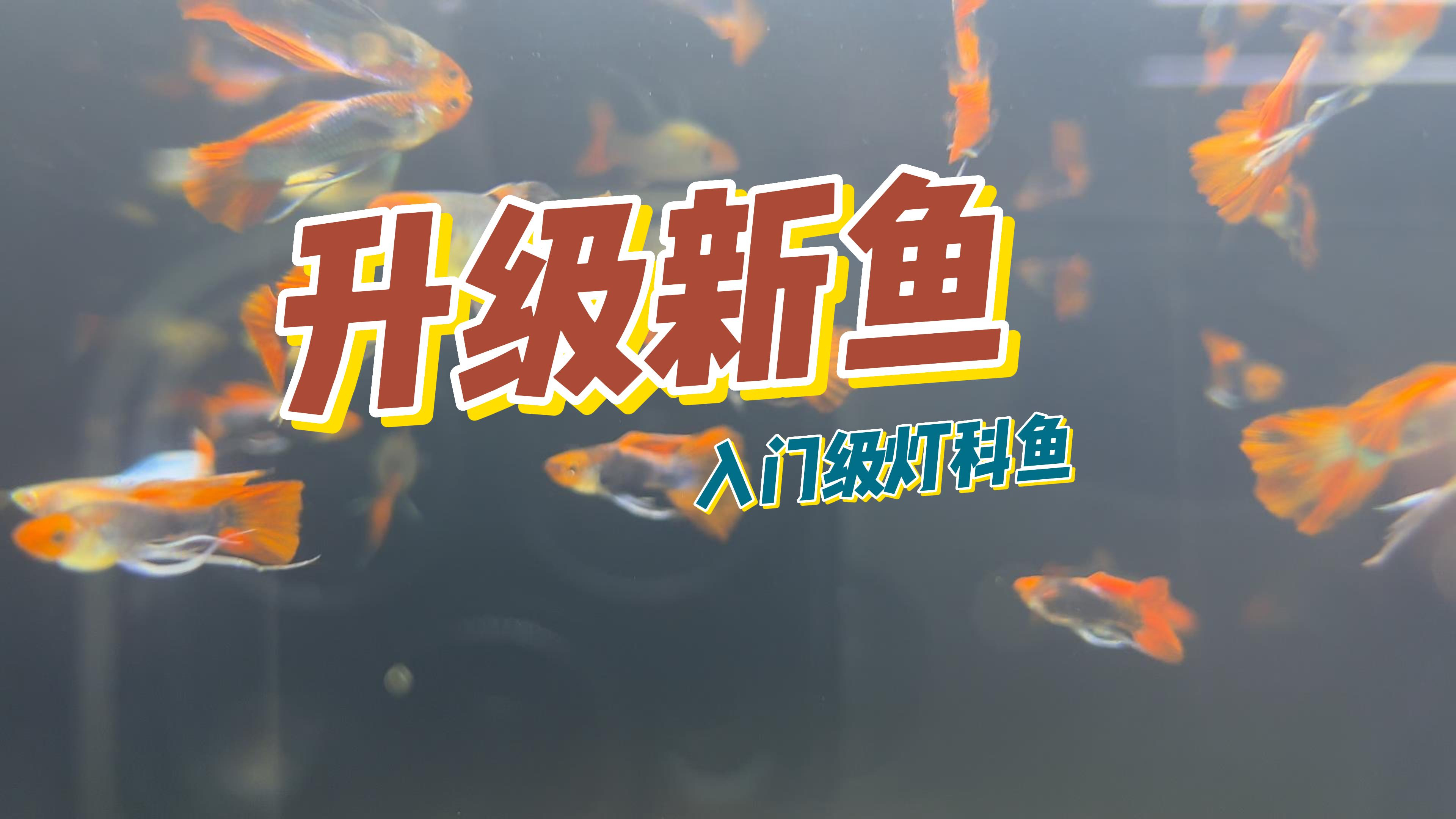 小型观赏鱼有等级?那么今天入手灯科鱼以及人工小异形
