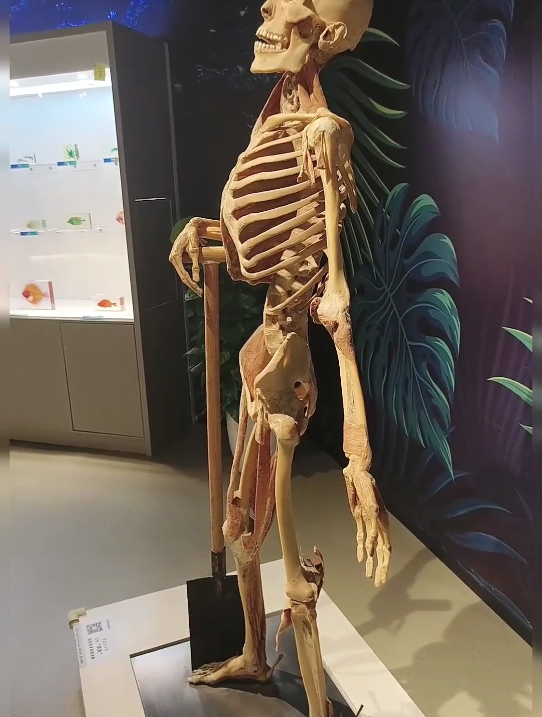 这个标本叫作农夫,展示的是成年人的骨骼分布