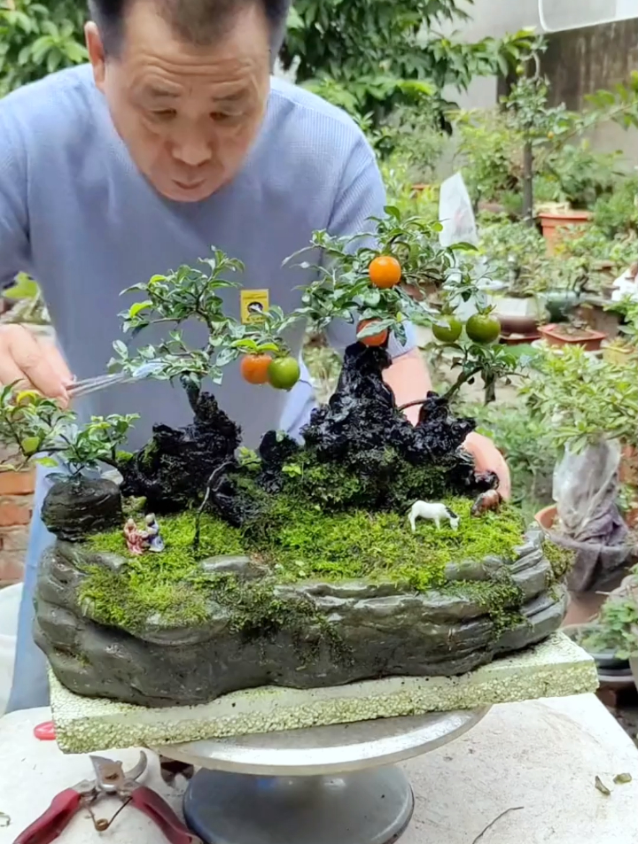 这样的金弹子坨坨桩真是可遇不可求,做盆景算是得上精品了!-度小视