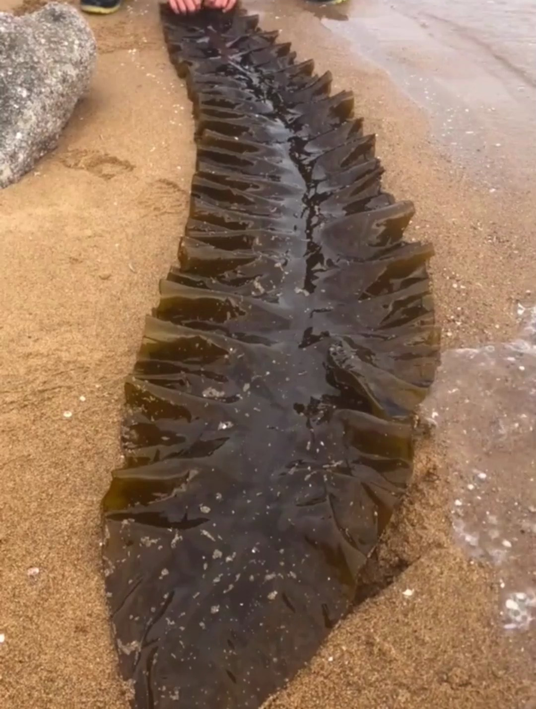 海里不止有海鲜,小伙惊奇发现巨型海带,想个办法轻松打包带回家