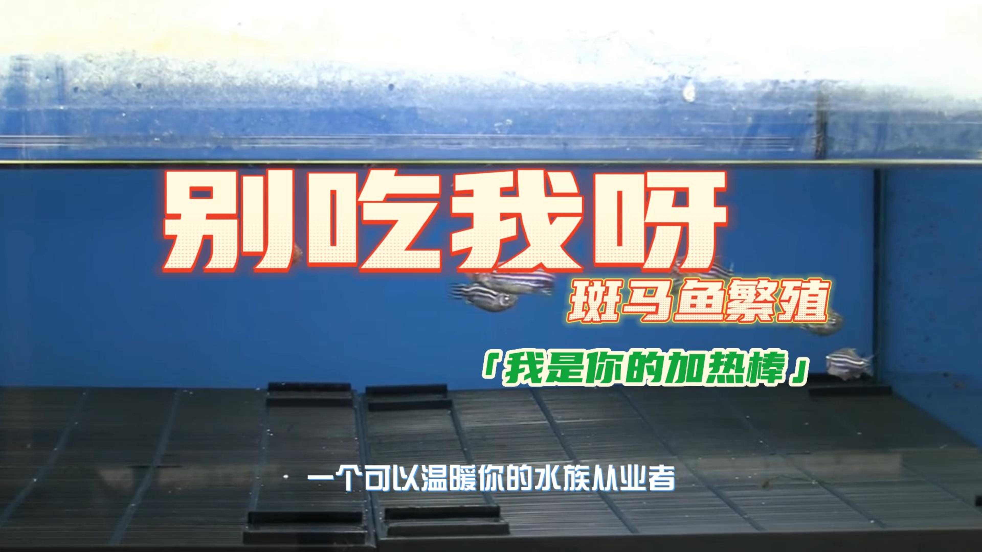 比孔雀鱼还能生的热带斑马鱼,繁殖要点干货