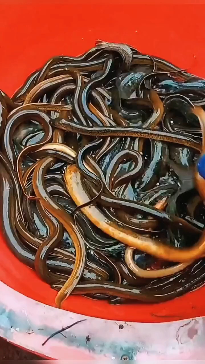 杭州小伙,研发"鱼虾鳝"收割机,一晚能收300多斤!太厉害了!-度小视