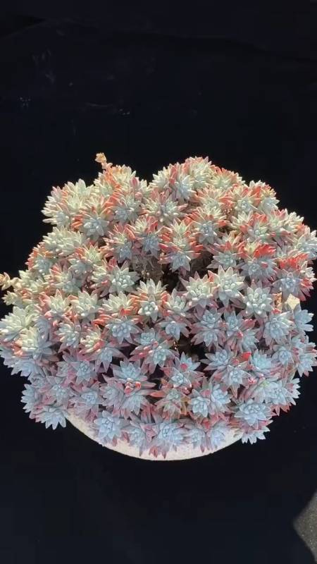 白菊群多肉老桩控养多肉植物