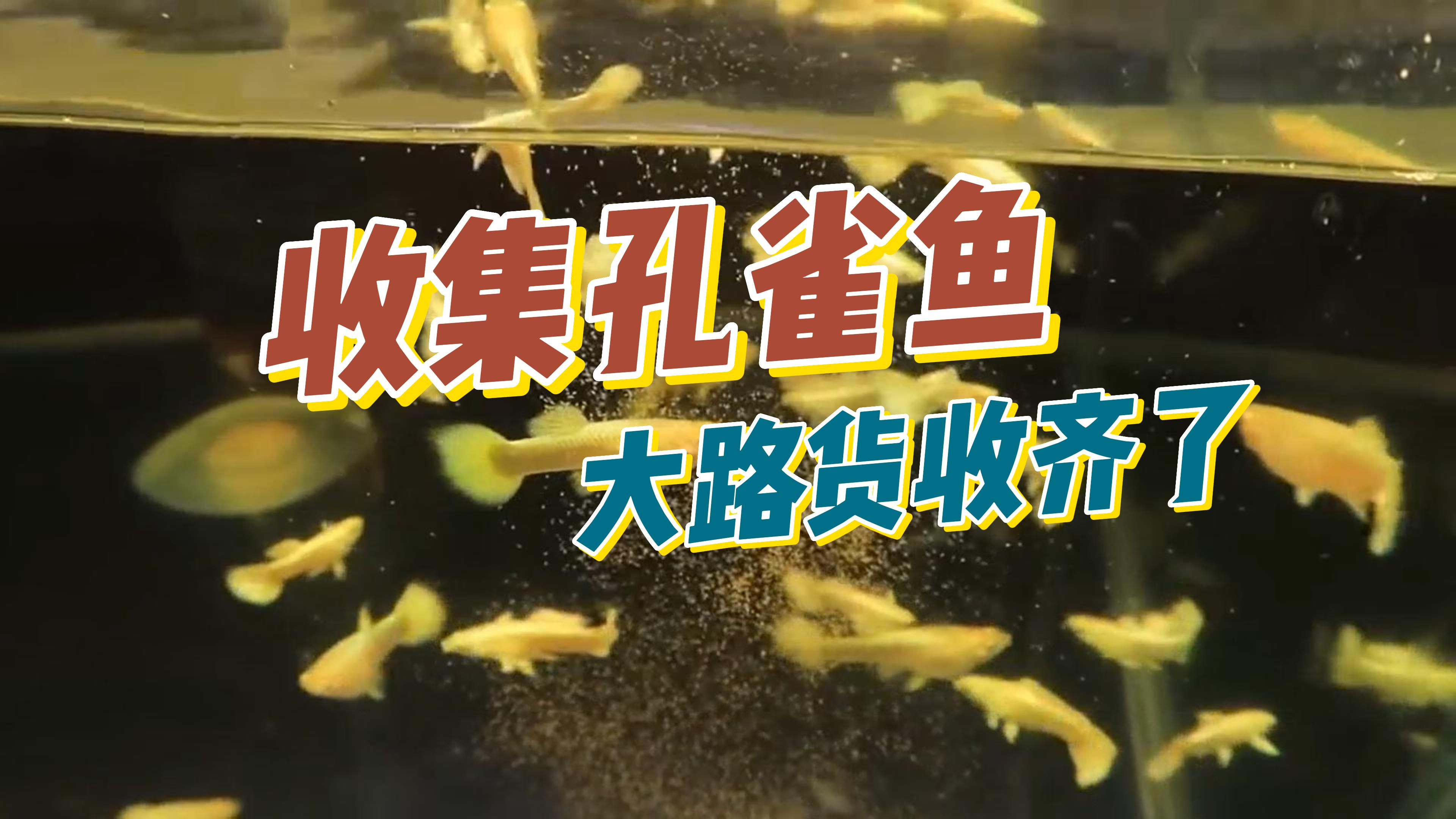 继续收集常见的大路货孔雀鱼,价格合适吗