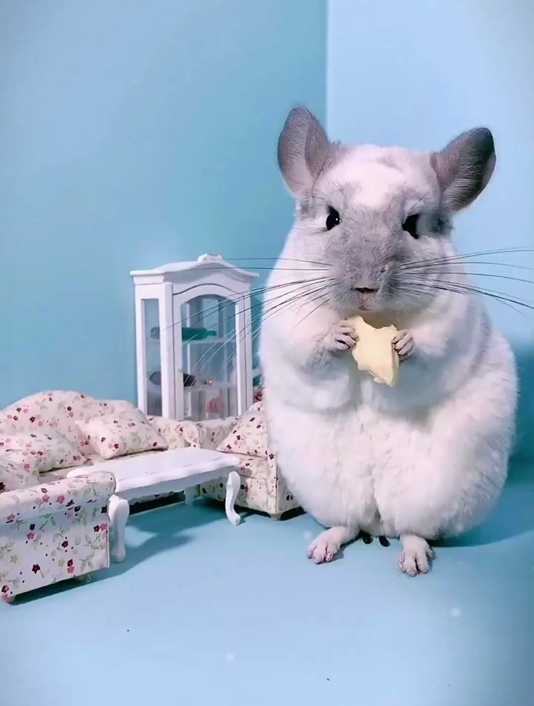 龙猫是豪猪亚目毛丝鼠科毛丝鼠属,是单独一个划分,和老鼠不一样