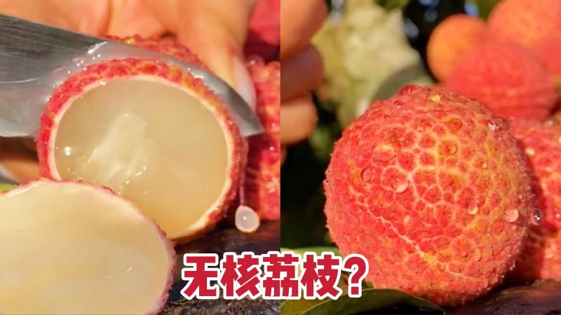 天价网红无核荔枝?水也太多了,生活,生活vlog,好看视频
