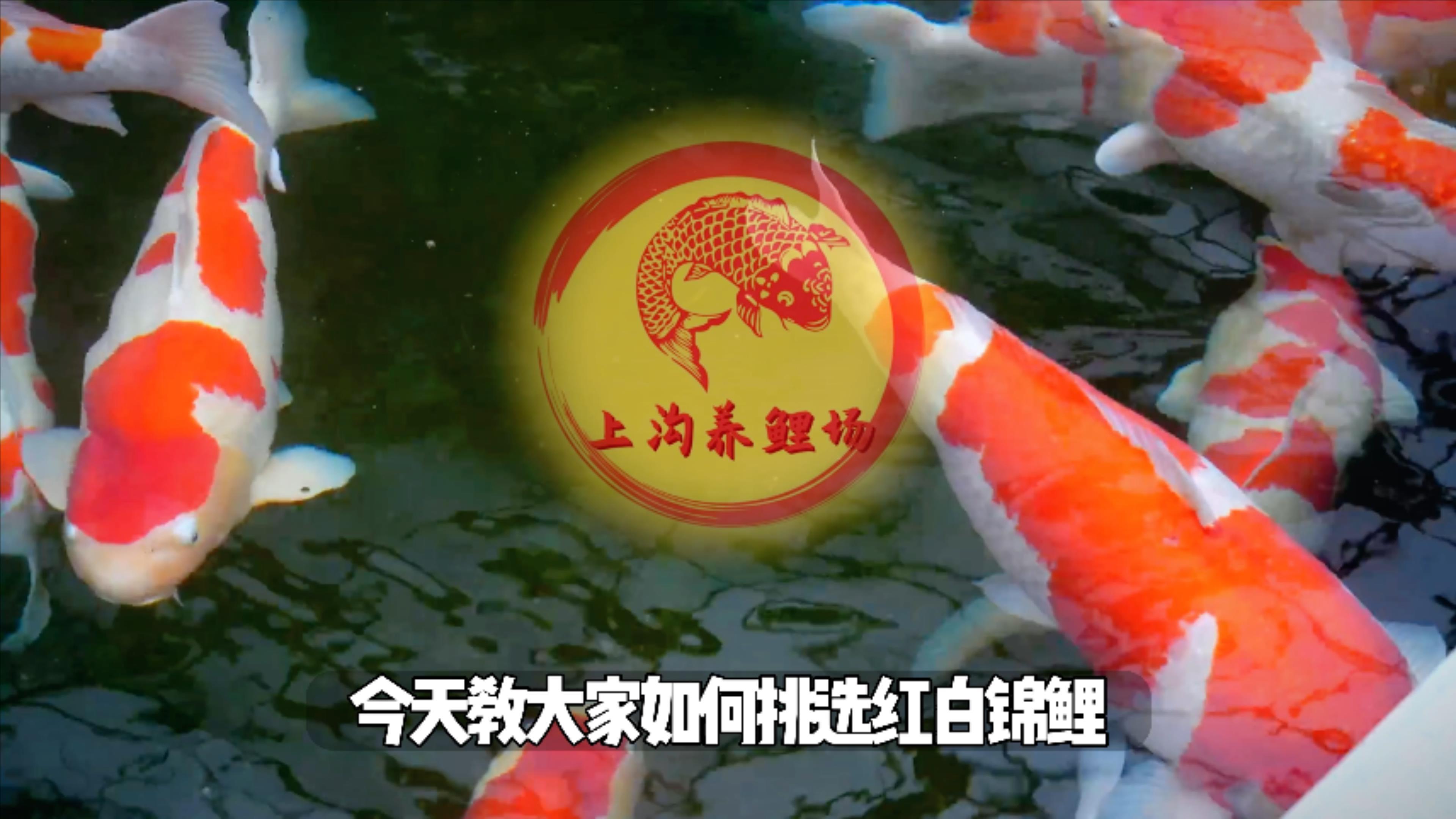 你会挑选红白锦鲤吗?今天场长教你如何挑选红白锦鲤