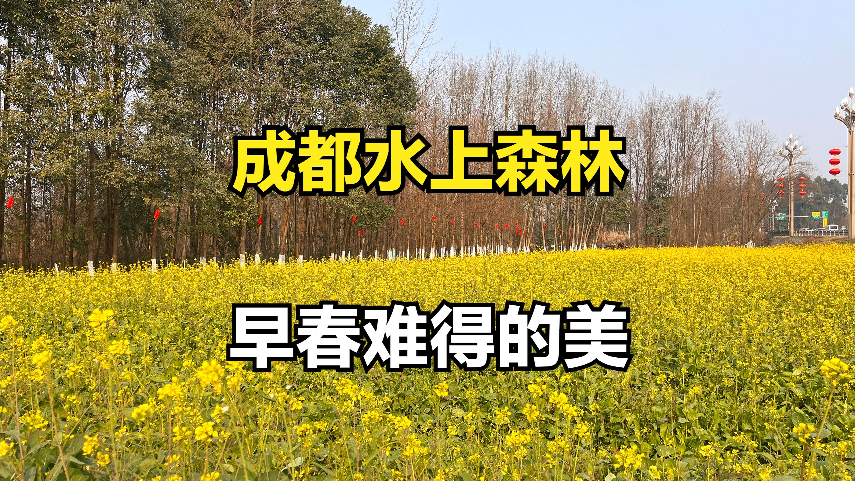 成都崇州水上最美森林，早春难得的菜花盛景，高铁公交车直达！