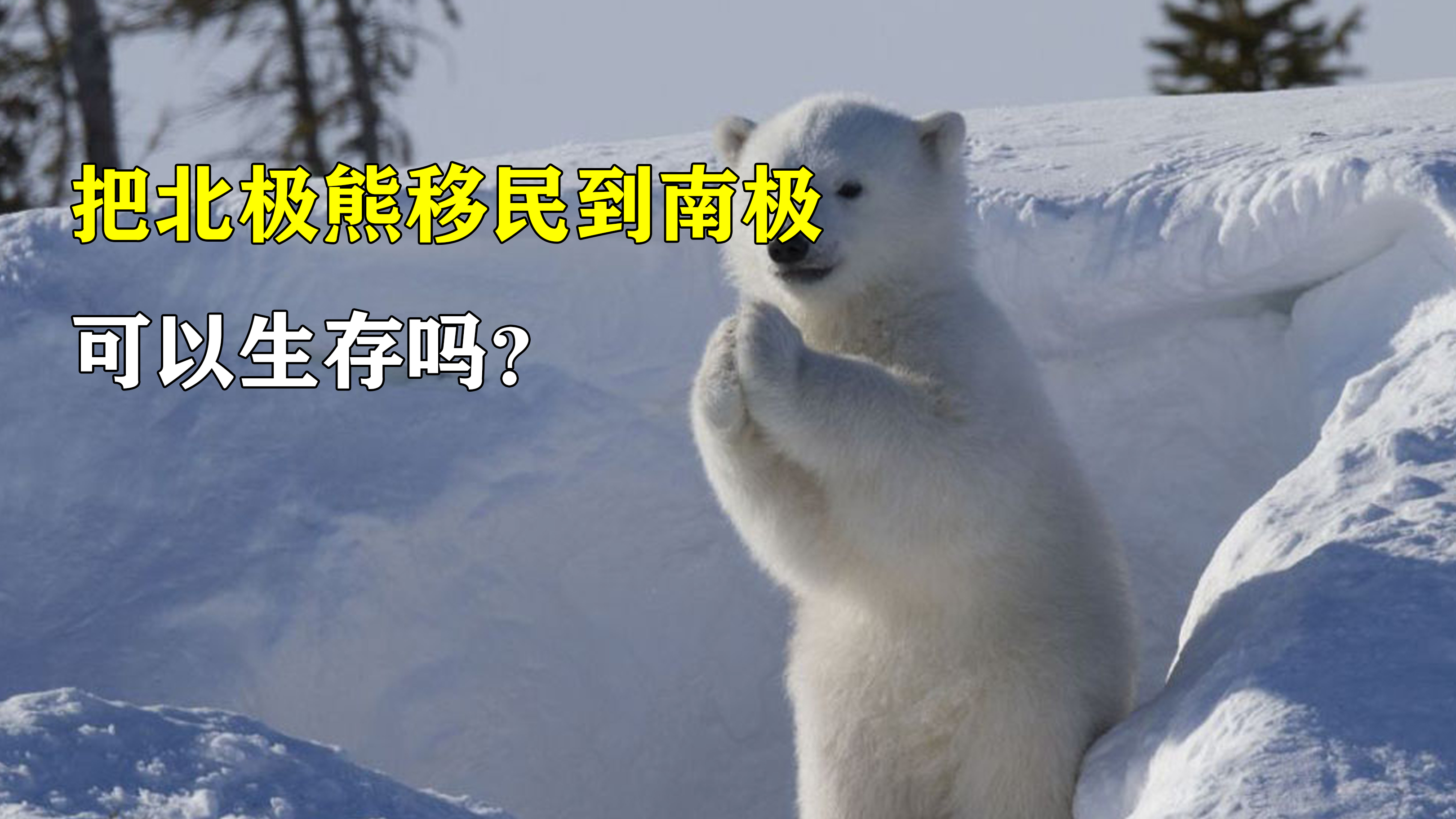 北极熊移民到南极,会有什么样的结果?南极的企鹅会面临什么?