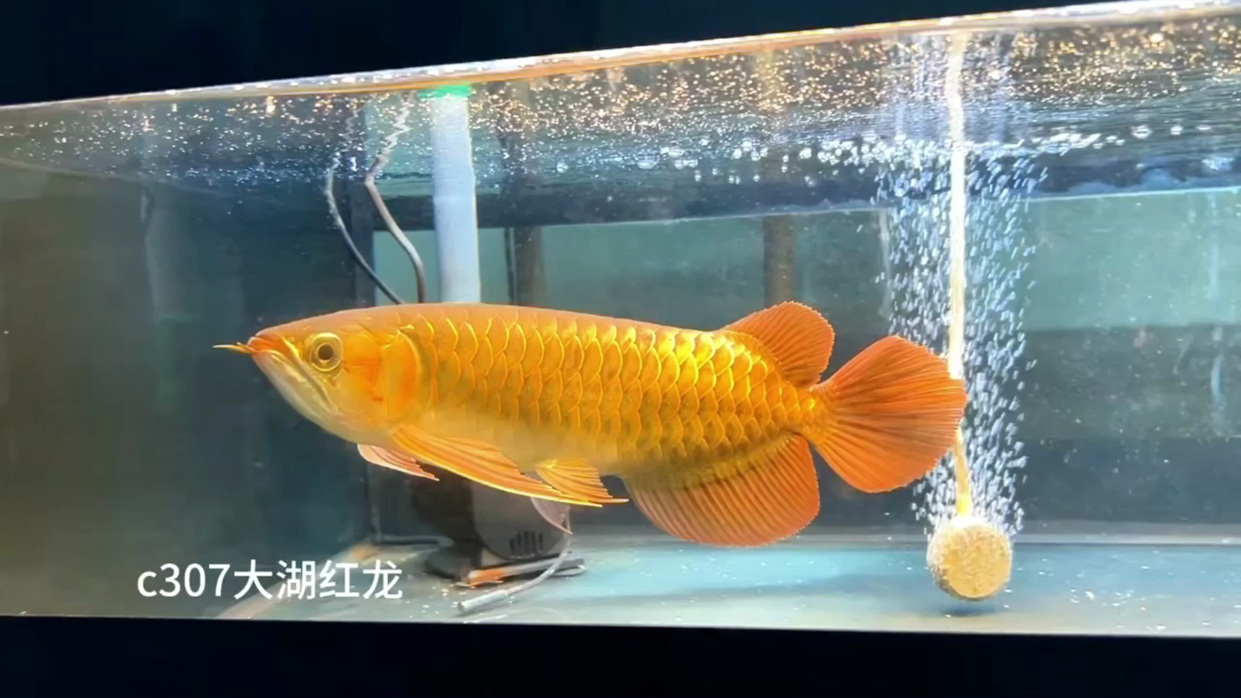 纯正血统和号半龙鱼的区别你知道吗?