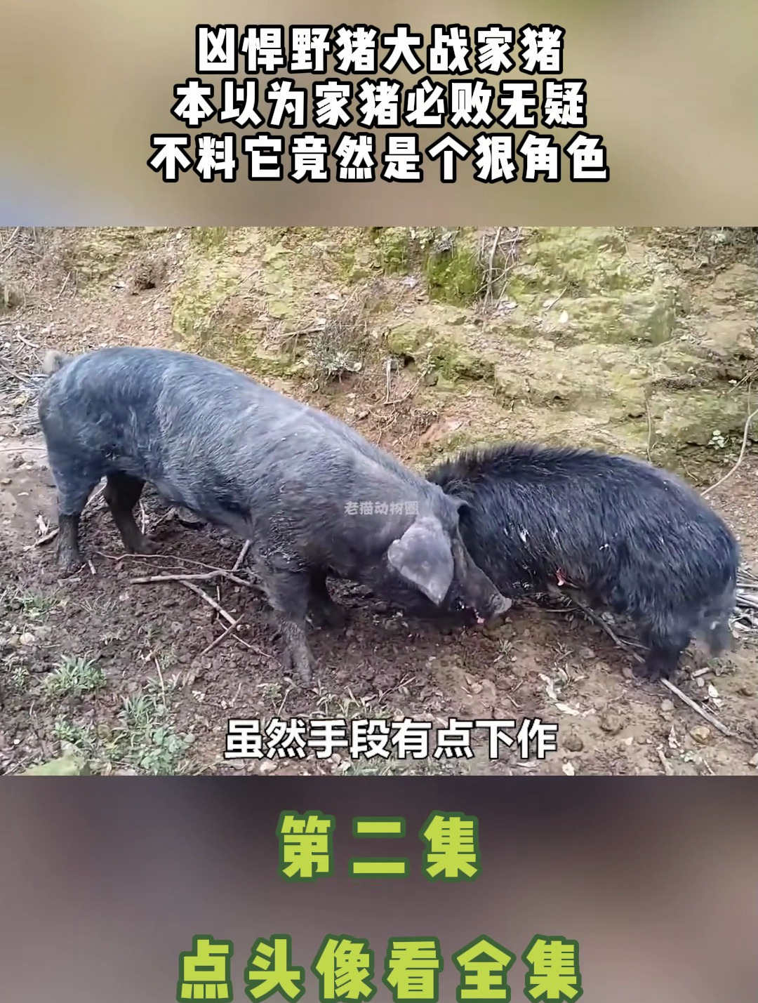 野猪大战家猪视频