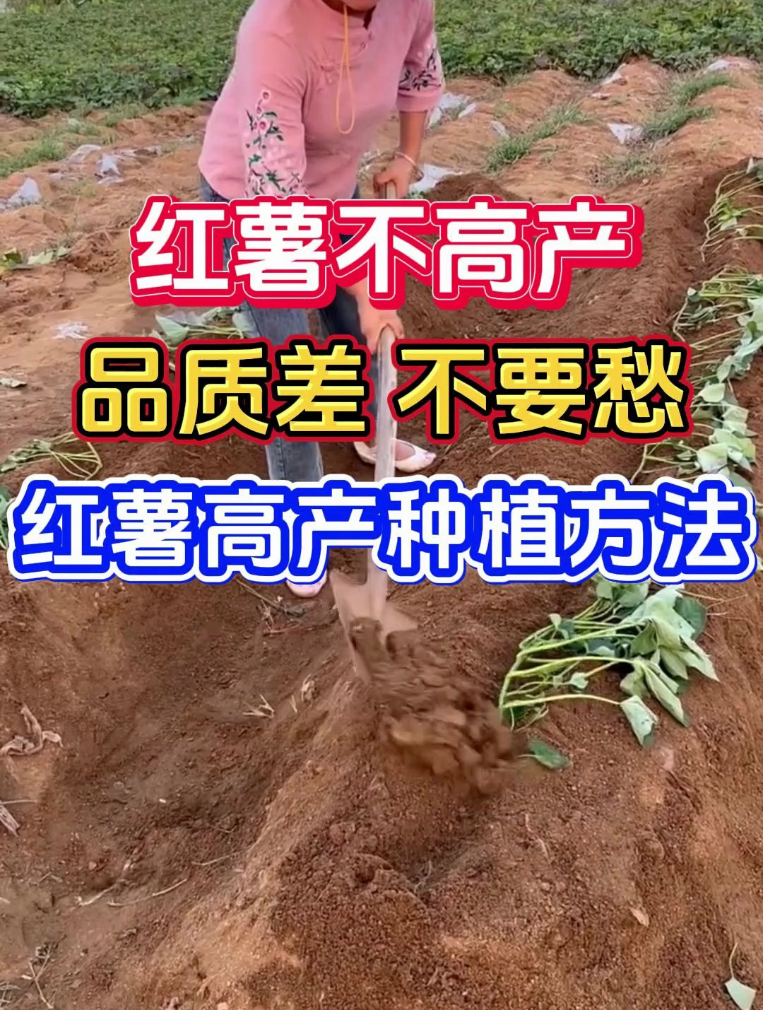 红薯不高产品质差只需学会这个红薯高产种植方法