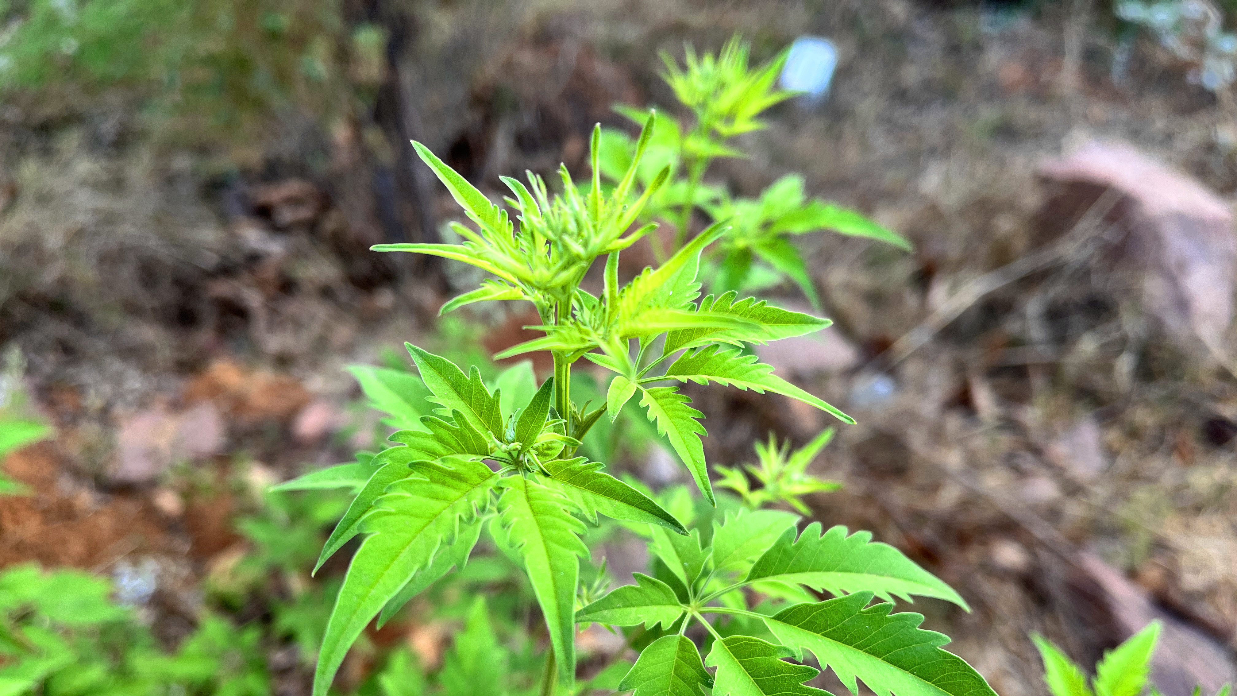 黄荆叶又叫土柴胡、蚊香草,全身都是宝,有啥用途呢?