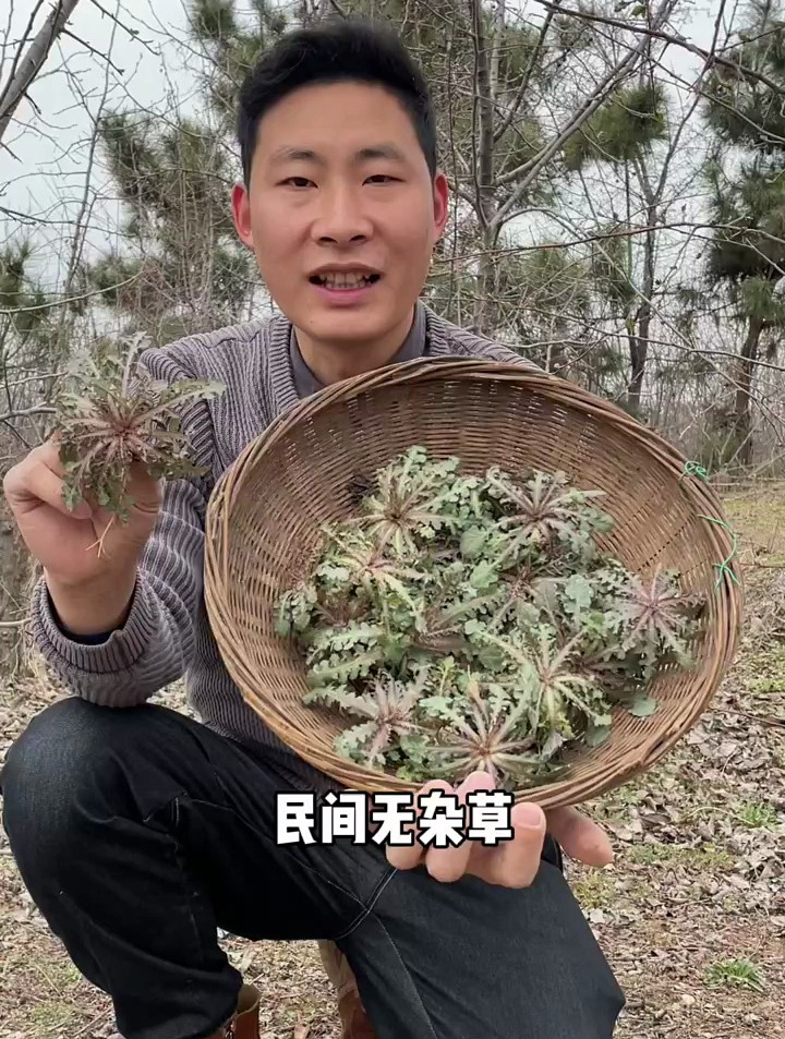 这个长得极似蒲公英的野菜叫苦碟子,现在已经很少了