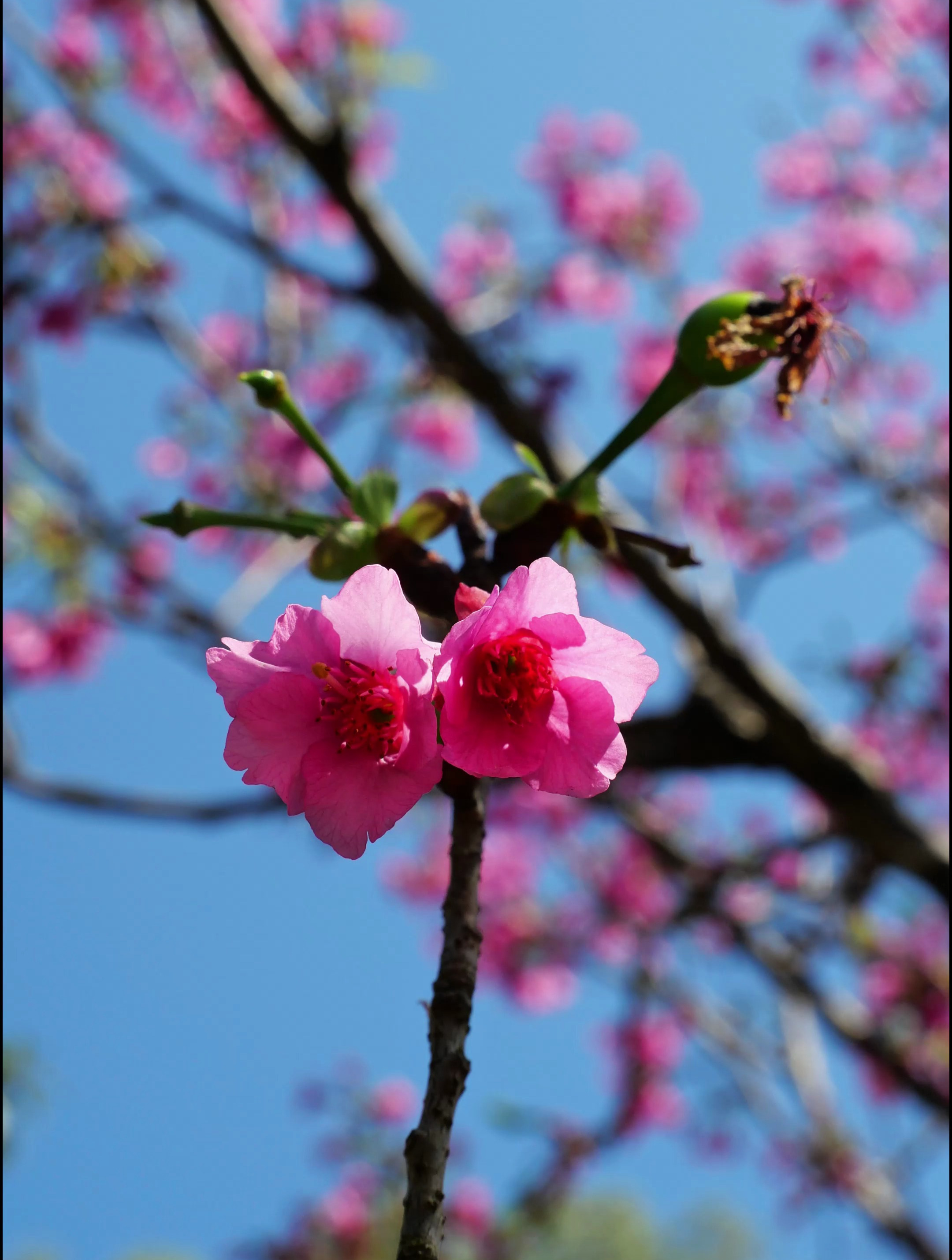 深圳大运神仙湖篇