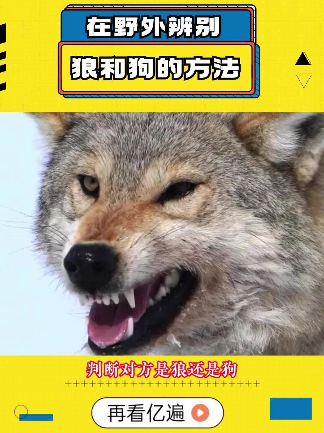 狼和狗如何分辨,一招教会你