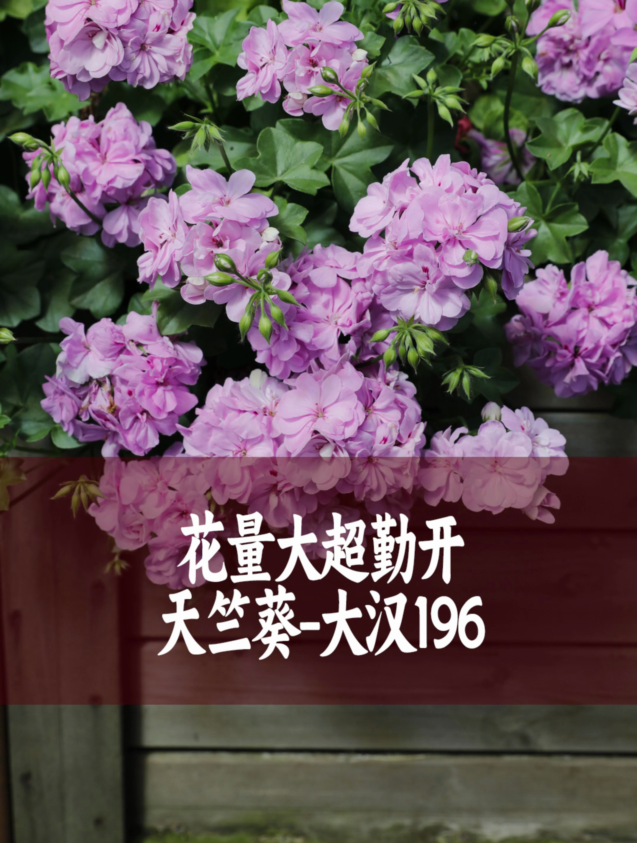 天竺葵中的"勤花"代表