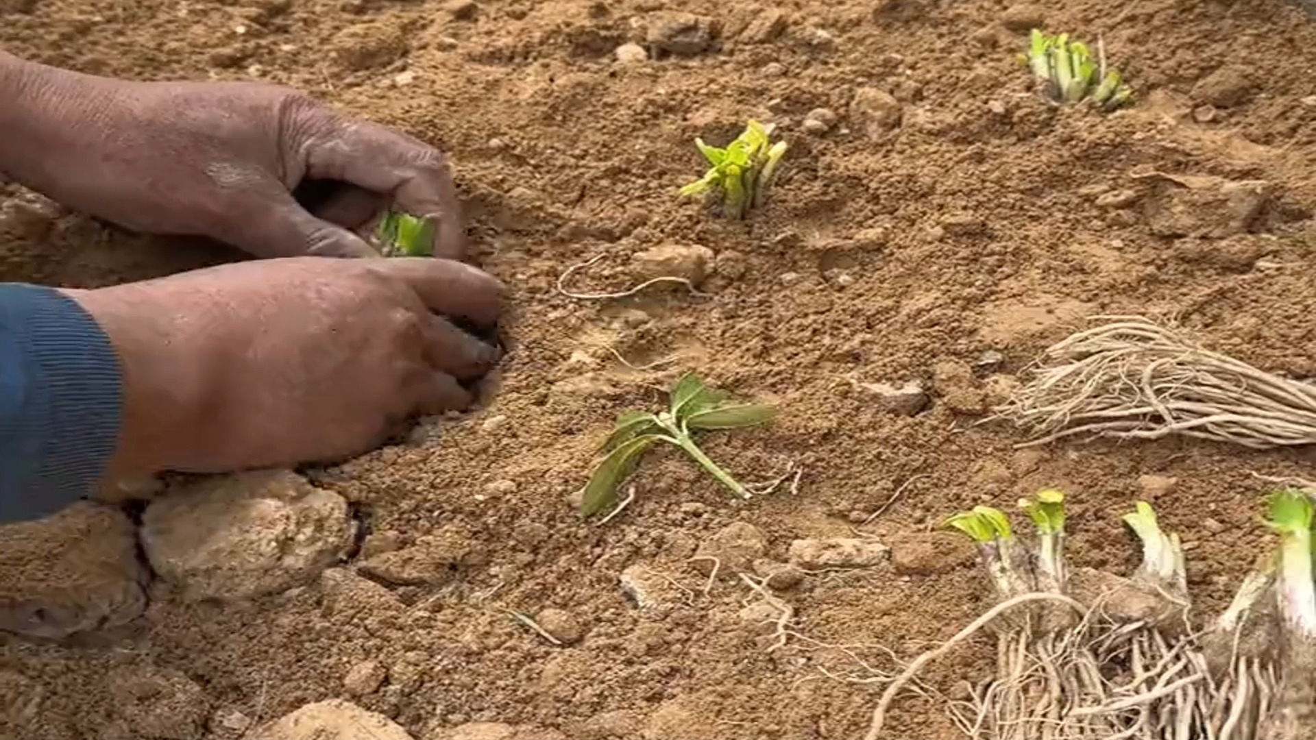 种韭菜不需要技巧,往土里一栽,浇浇水就可以吃很久
