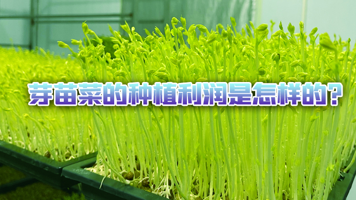 100平方米芽苗菜种植的真实利润是怎样的?