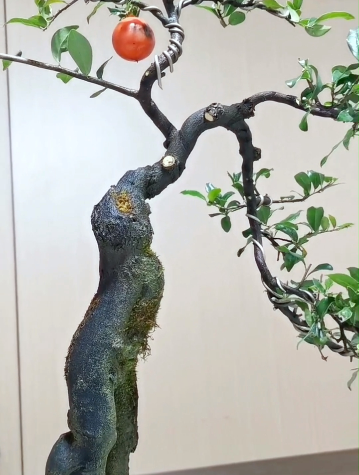 盆景飘枝该如何定型?