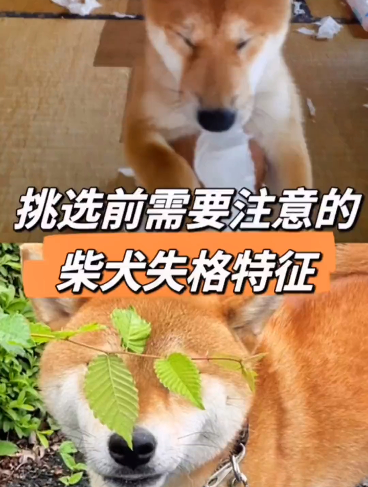 柴犬失格图片