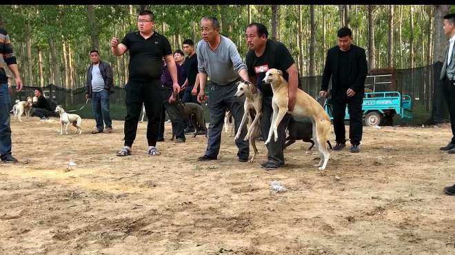 [图]实拍河北农村“狗撵兔”现场，细狗穷追不舍，战斗力爆棚！