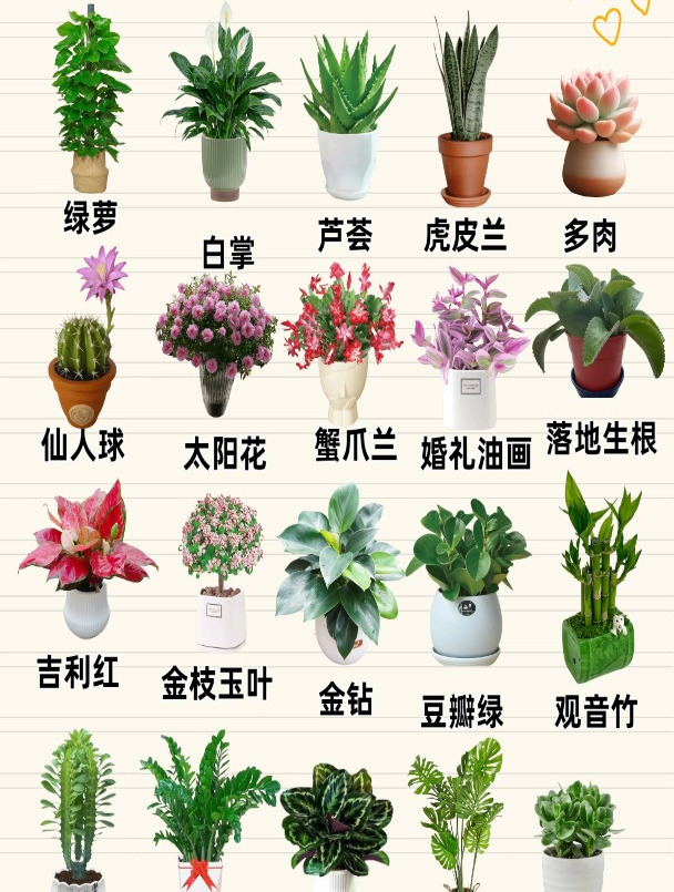 绿叶的秘密：植物科普之旅