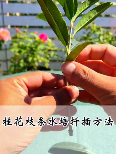 路边捡到的桂花枝不要扔,教你简单扦插成盆栽桂花树