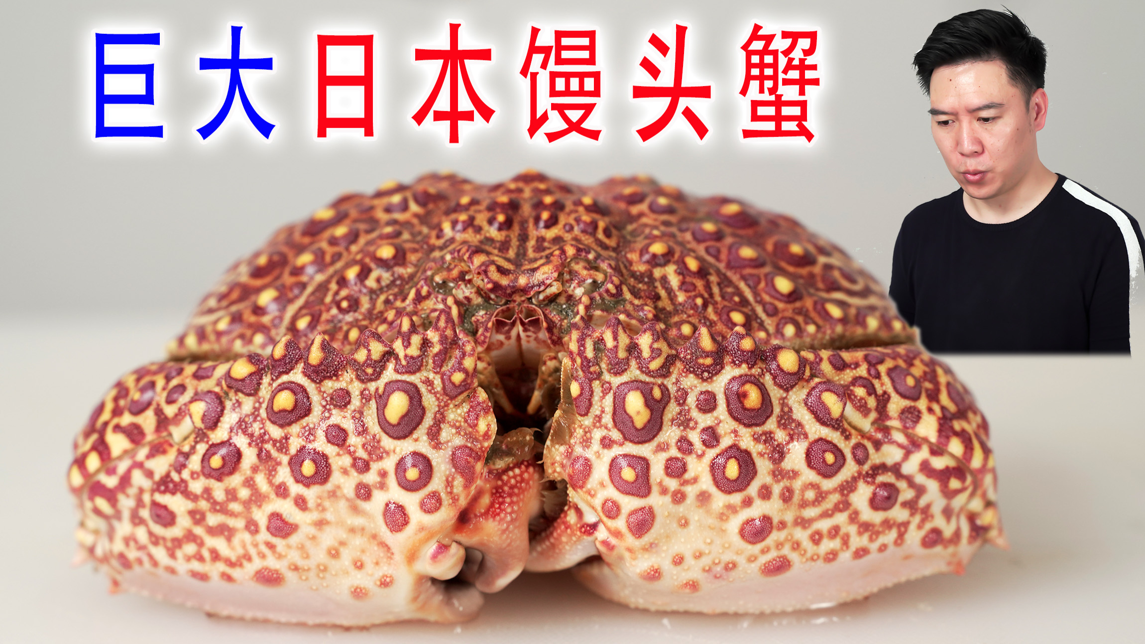 活的巨大日本馒头蟹，看似含有剧毒，却超级好吃
