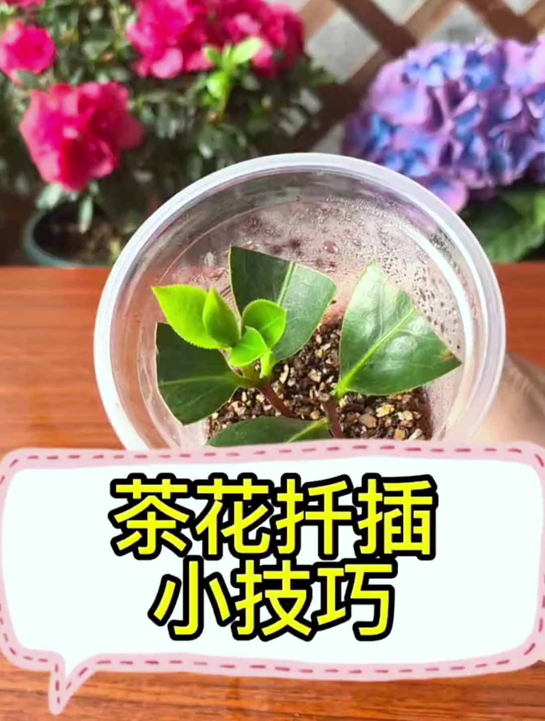 用土豆扦插茶花图片