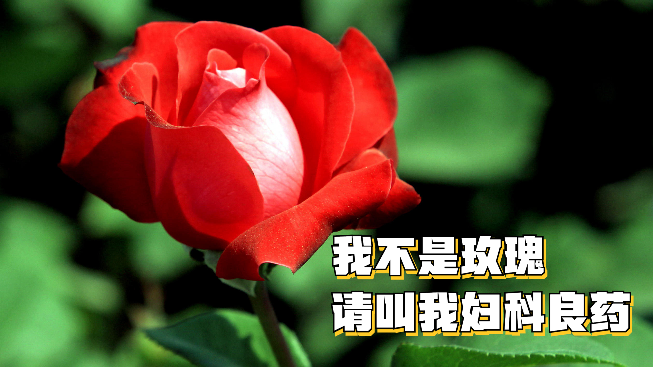 民间草医善治妇科疾病,月季花是他们常用的草药之一,方简效宏