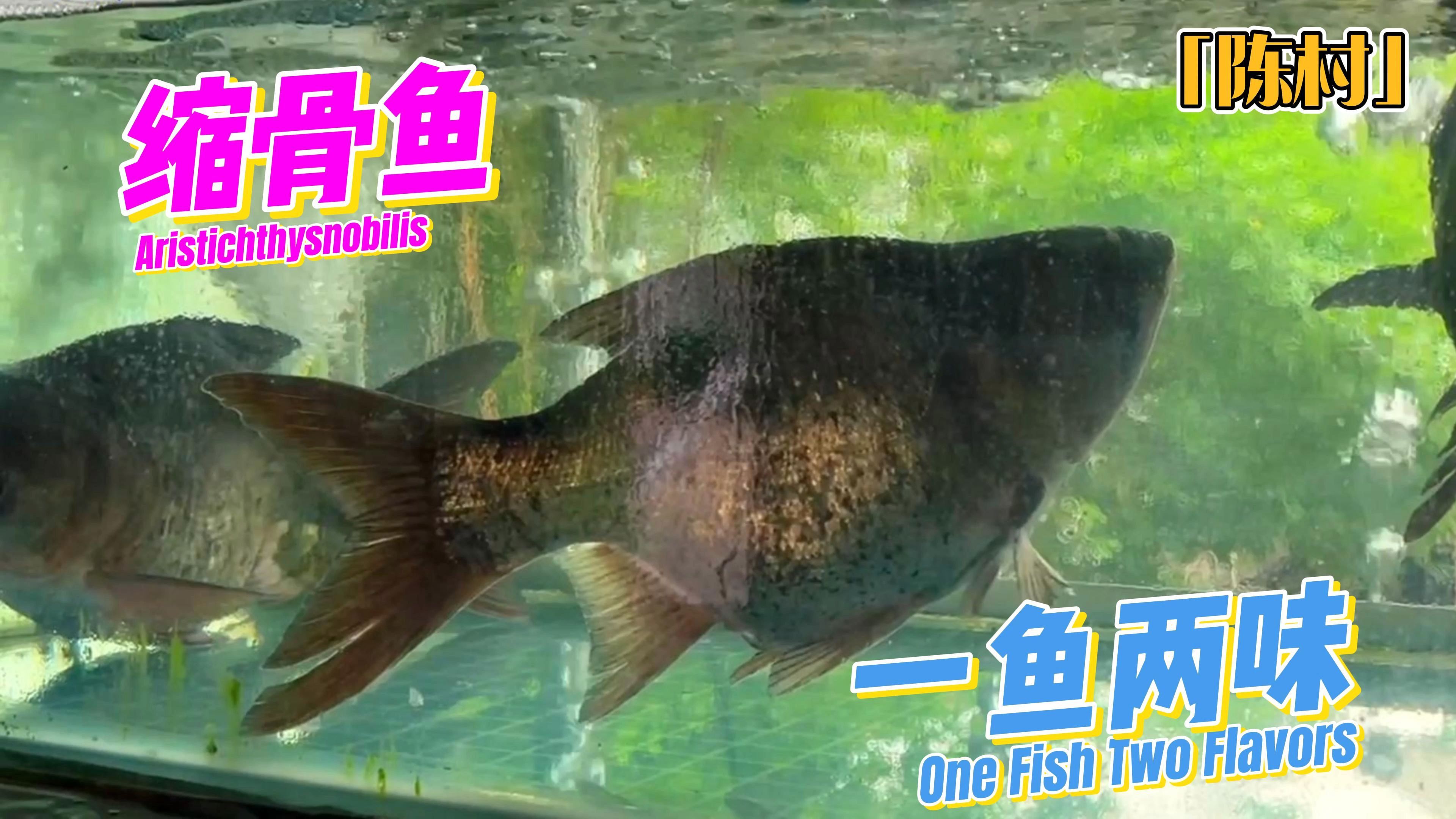 会缩骨的鱼是如此的嫩滑呀!探陈村南峰农庄