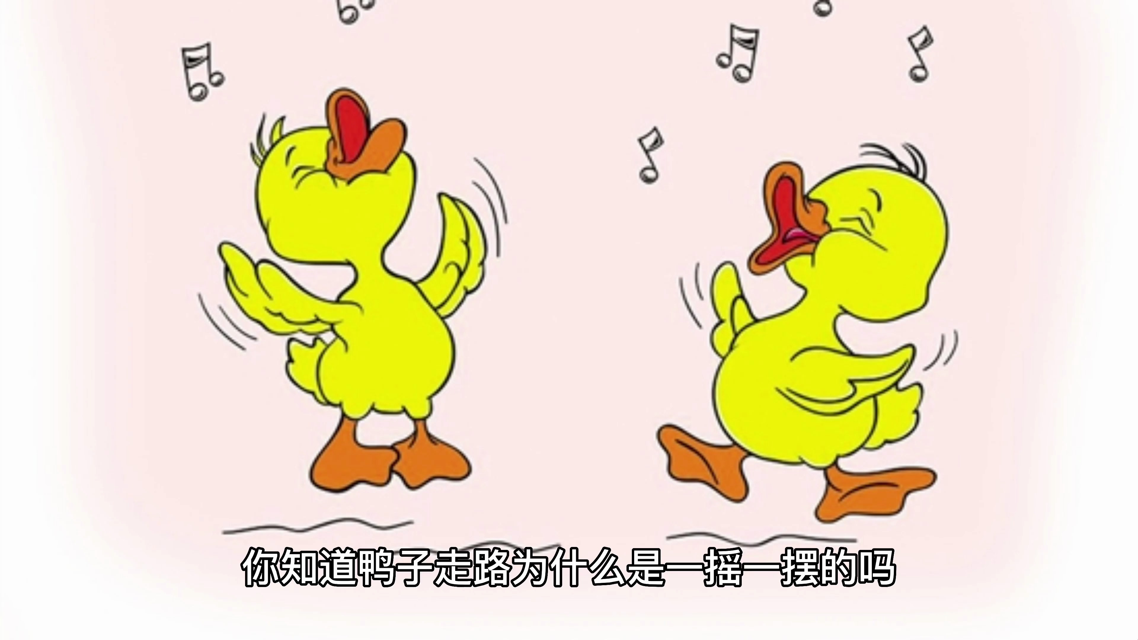 鸭子走路为什么是一摇一摆的