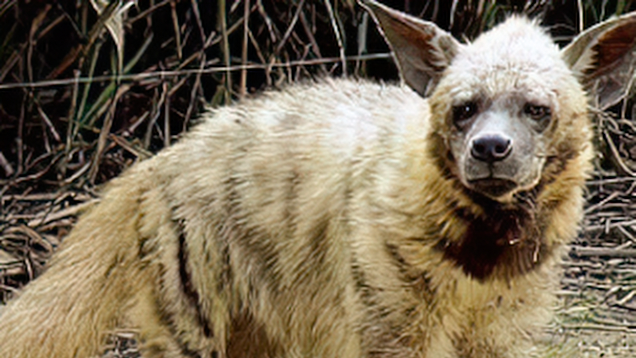 一匹高大的枣红马在洗澡