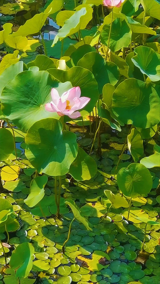 云龙湖荷花图片